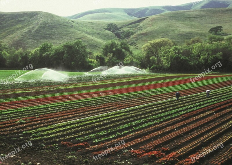 Agriculture Crops Irrigation Field Farming