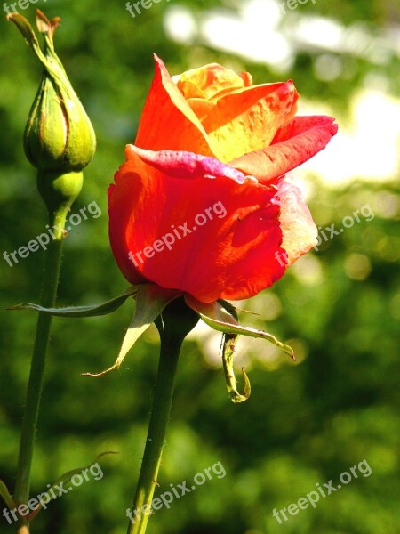 Rose Red Bud Bloom Blossom