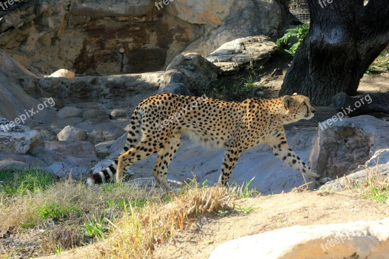 Cheetah African Predator Walking Big Cat