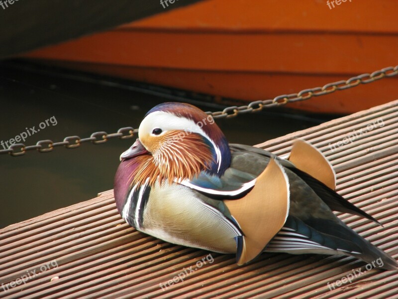 Mandarin Duck Male Bird Sitting Wildlife