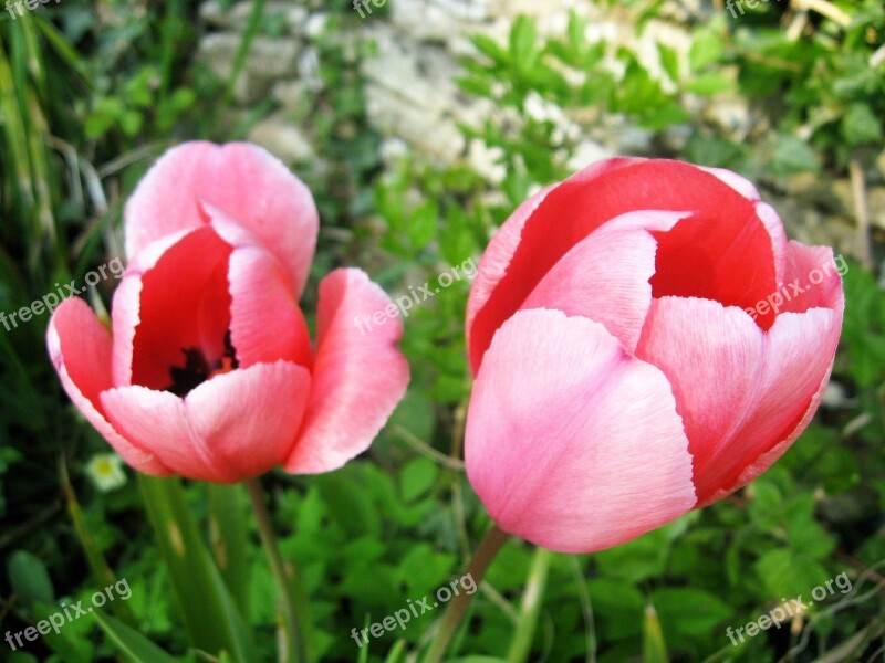 Pink Tulips Red Flowers Blooms Blossoms