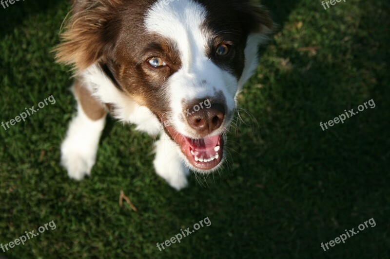 Dog Pet Looking Up Canine Cute