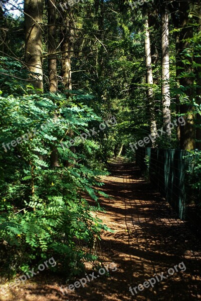 Foresting Forest Fence Buitenweg Path