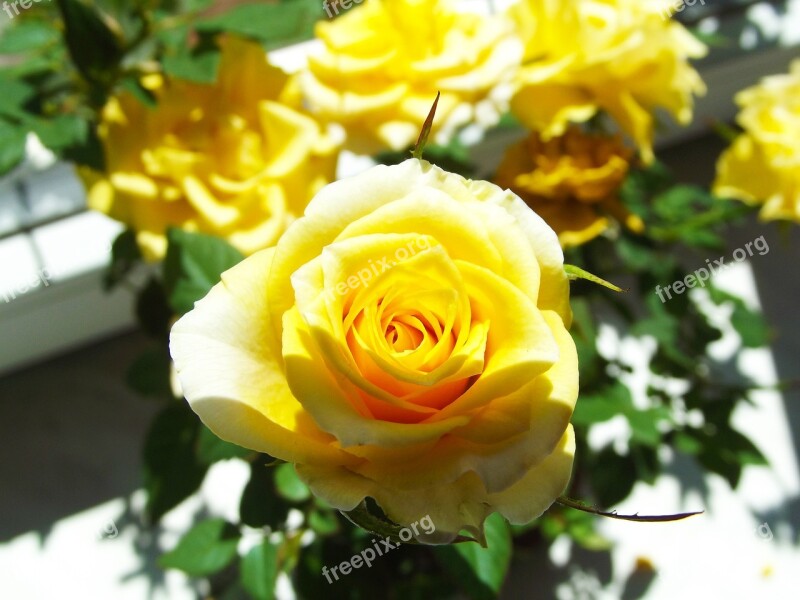 Yellow Rose Flower Beauty Flowering A Symbol Of Jealousy