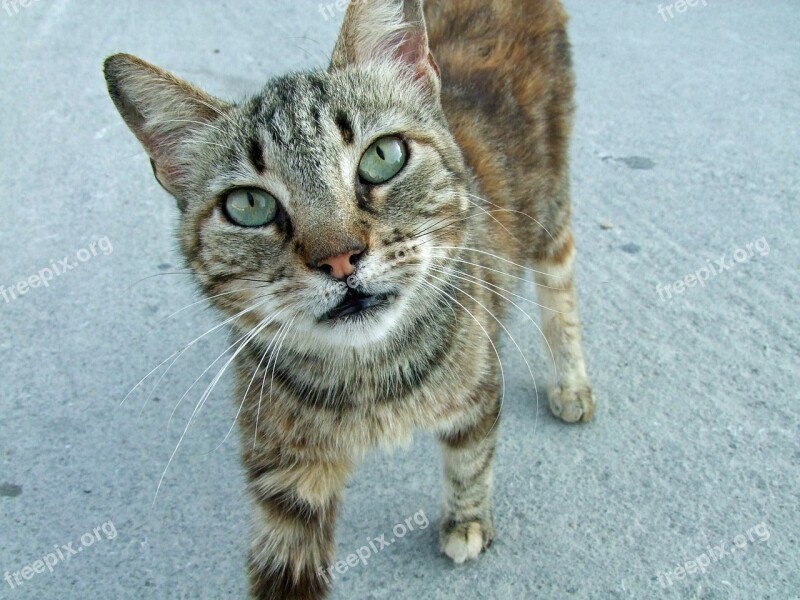 Cat Curious Mackerel Fur Cat Face