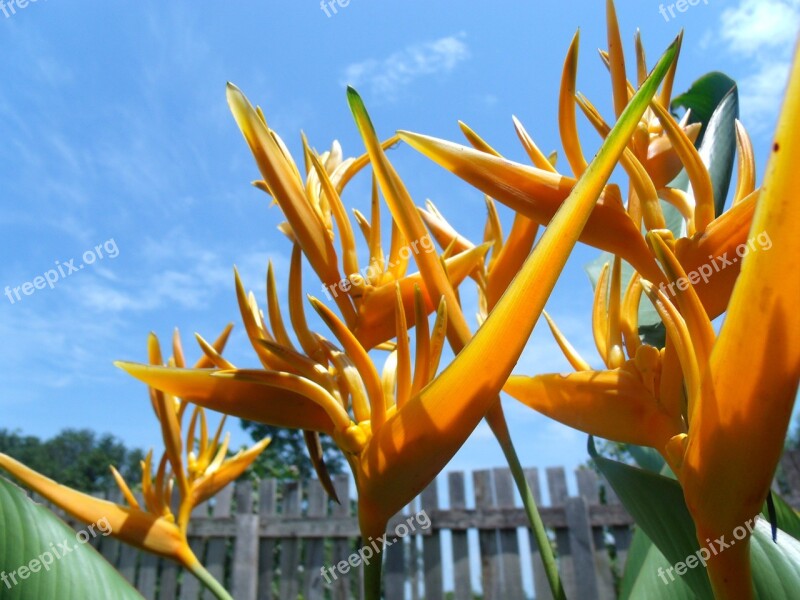 Flowers Tropical Flower Nature Flower Garden Plant