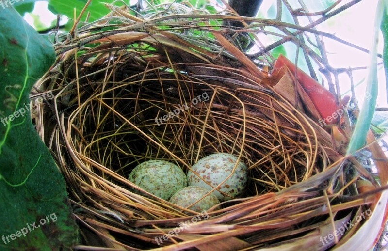 Eggs Bird Nest Spring Nature Animal