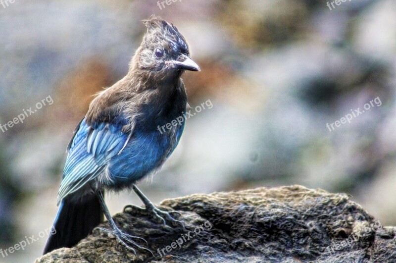 Bird Alaska Nature Animal Wildlife