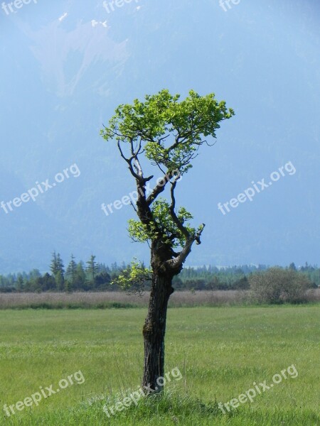 Tree Landscape Grove Free Photos