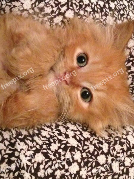 Kitten Cat Orange Fluffy Free Photos