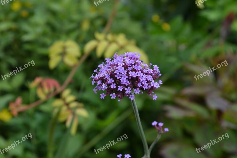 Flower Purple Spring Floral Nature