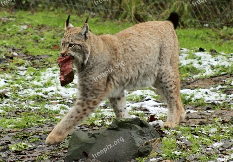 Lynx Animal Food Wildcat Big Cat