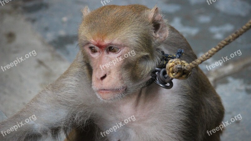 Macaque Monkey Animal Free Photos