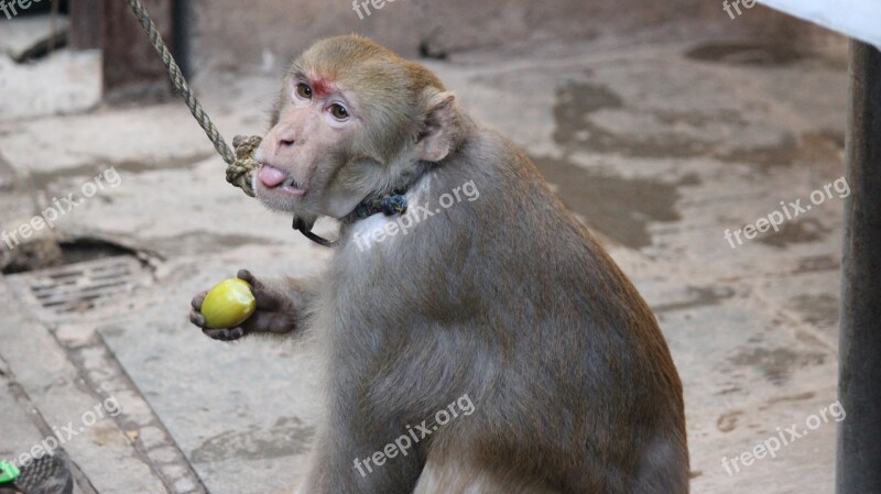 Macaque Monkey Animal Free Photos