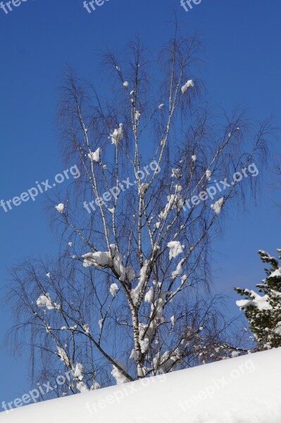 Birch Snow Snowy Blue Winter