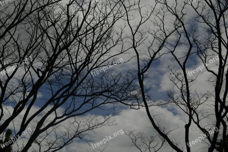 Tree Gloomy Mood Silhouette Free Photos