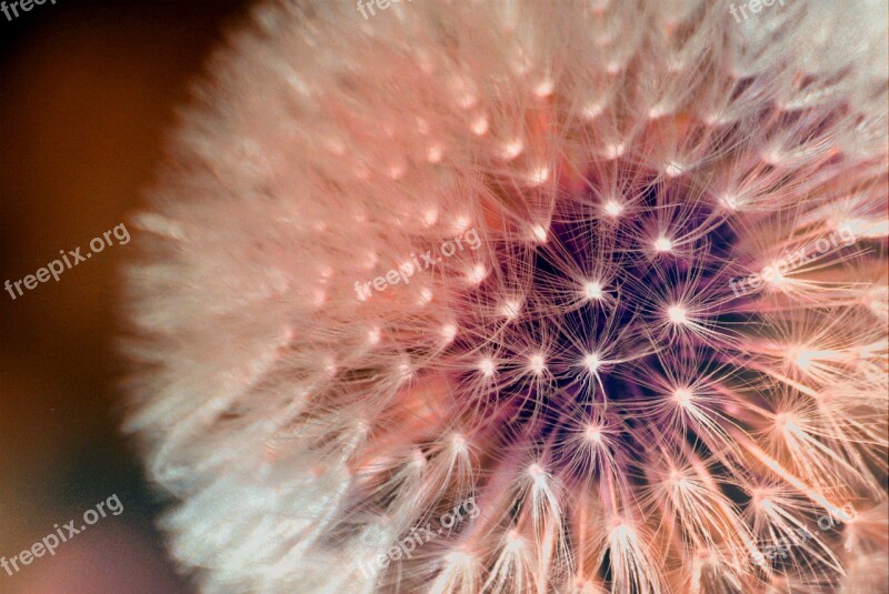 Dandelion Seeds Dandelion Crown Spring Pointed Flower