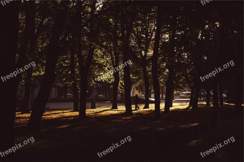 Trees Park Urban Silhouettes Nature