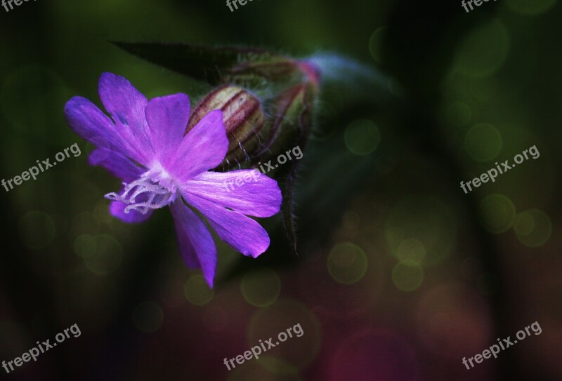 Blossom Bloom Flower Wild Flower Spring