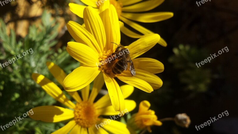 Nature Flower Bee Honey Garden