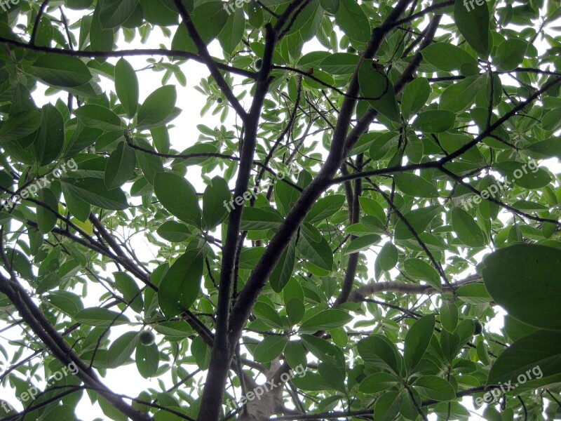 Avocado Tree Plant Nature Leaf