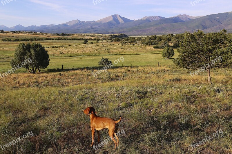 Colorado Countryside Vizsla Summer Sightseeing