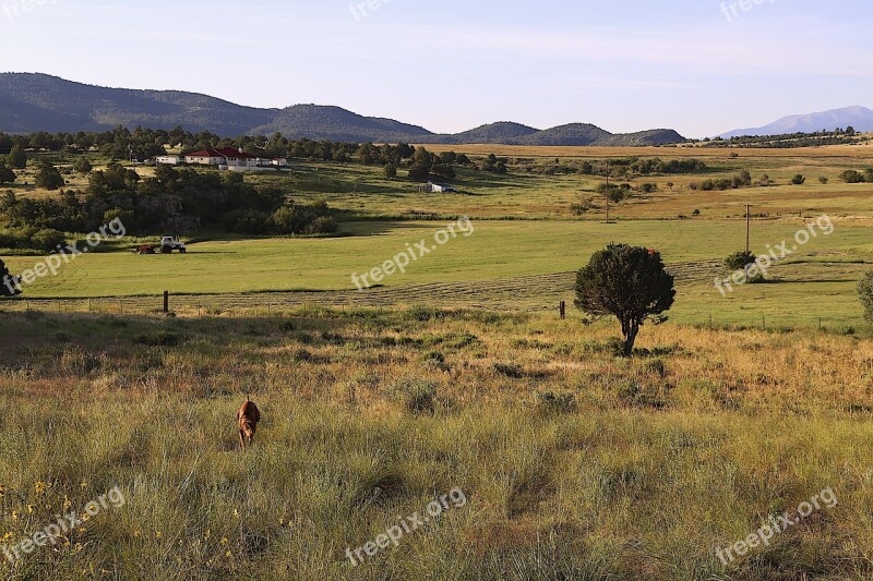 Colorado Countryside Vizsla Summer Sightseeing