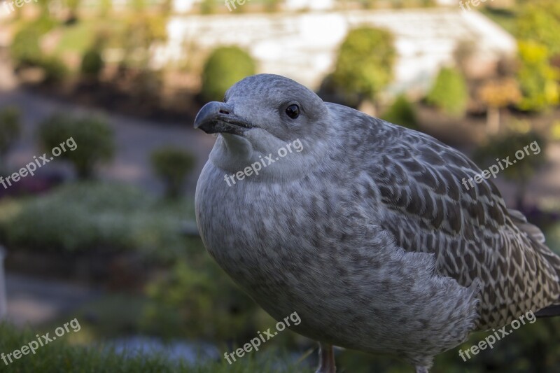 Bird Seagull Grey Free Photos