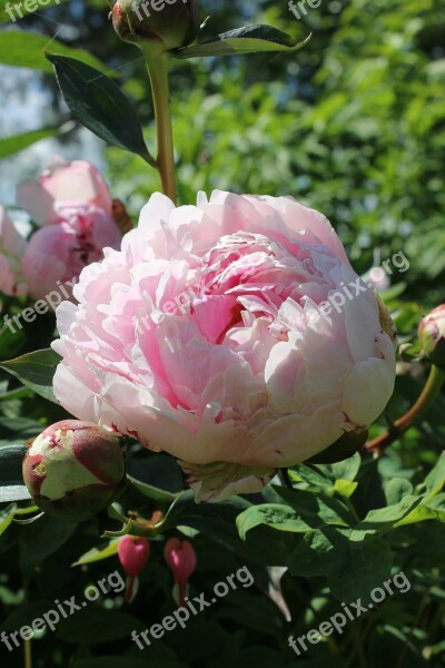 The Peony Flower Garden Yard Summer