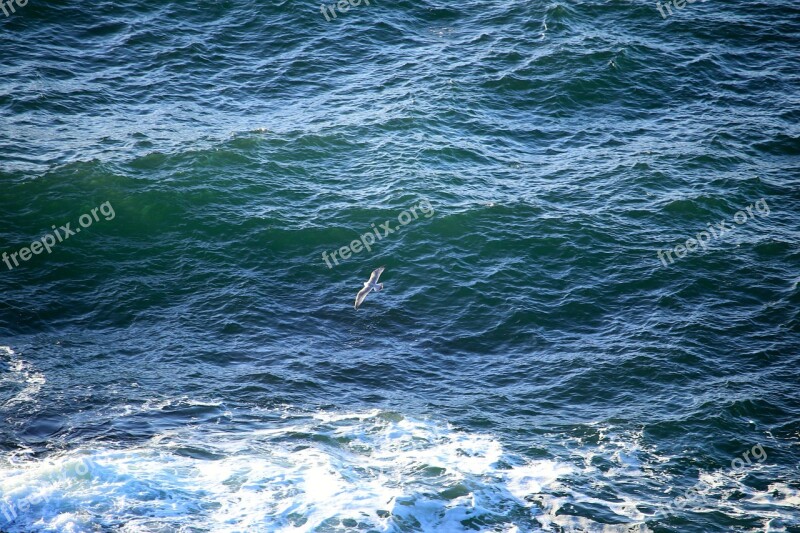 Water Sound Waves Seagull Free Photos