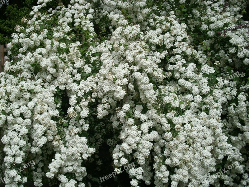 Spiraea Spierer Bride Spiere Snow Spiere Spierstrauch