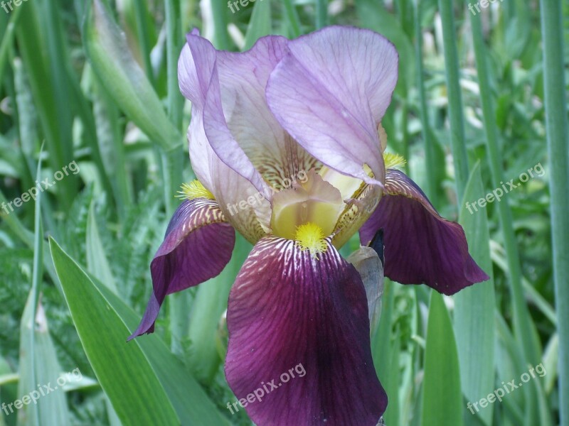 Iris Flowers Joy Color Meadow