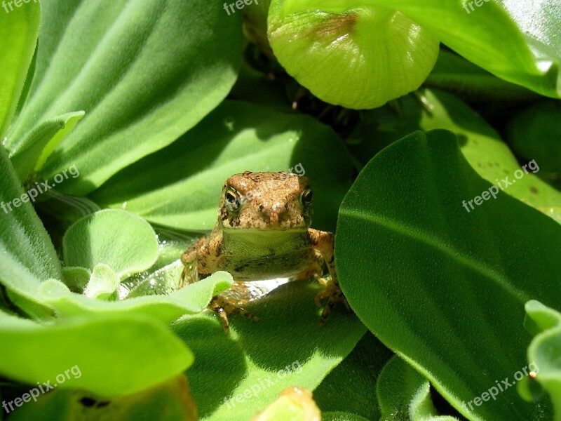 Toad Reptile Wildlife Green Sitting