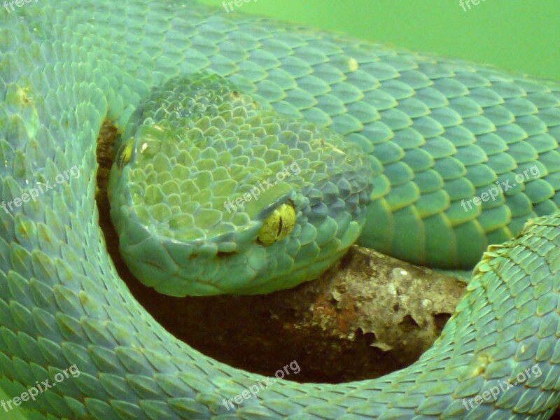 Side Striped Palm Viper Pit Viper Venomous Poisonous Dangerous