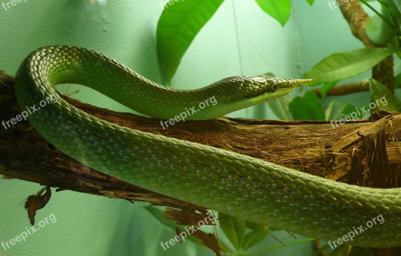 Snake Rhinoceros Ratsnake Reptile Rhinoceros Snake Rhino Rat Snake