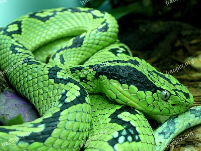 Snake Yellow Blotched Palm Pitviper Venomous Poisonous Mexico