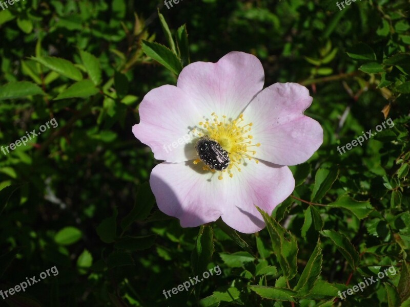 Dog Rose Rose Wild Flower Blossom