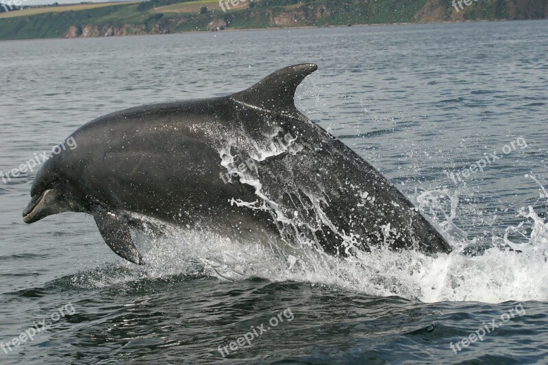 Bottlenose Dolphin Dolphin Swimming Leap Ocean