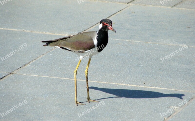 Bird Lapwing Redwattled Fauna Wildlife