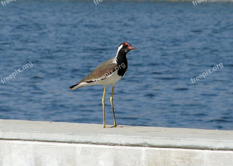 Bird Riverfront Waterfront Water Lapwing