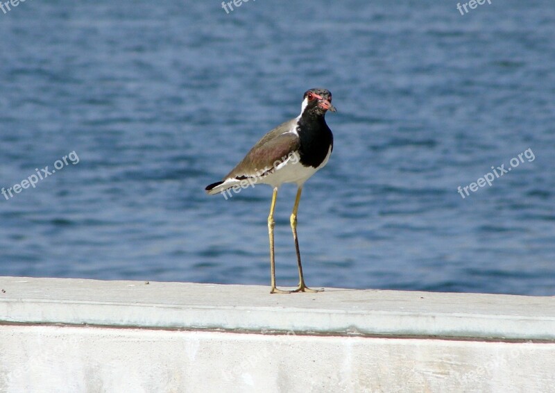 Bird Riverfront Waterfront Water Lapwing