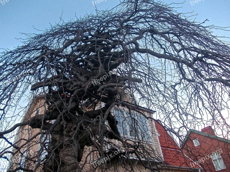 Tree Medusa Facade Gamla Enskede Stockholm