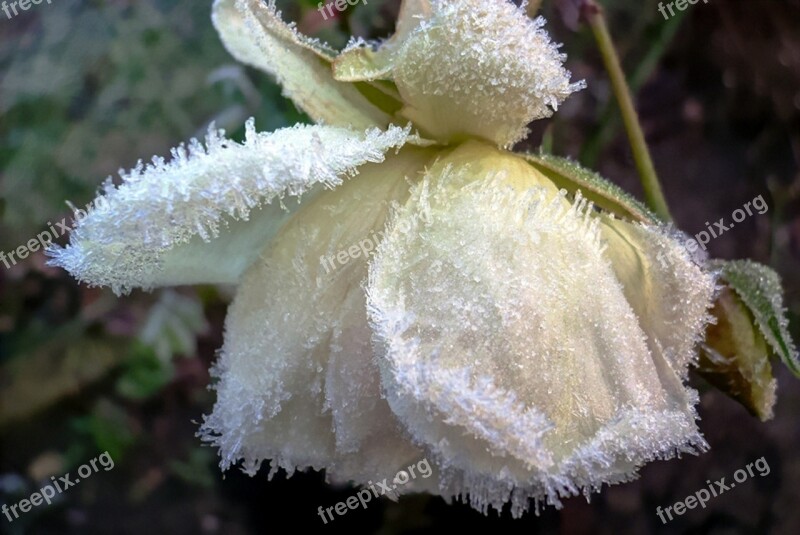 Frost Garden Flower Free Photos