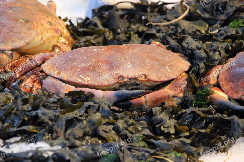 Crab Delicacy Gourmet Food Delicatessen