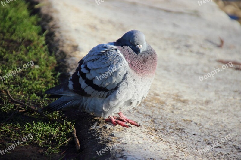 Dove Bird Fluffed Up Free Photos