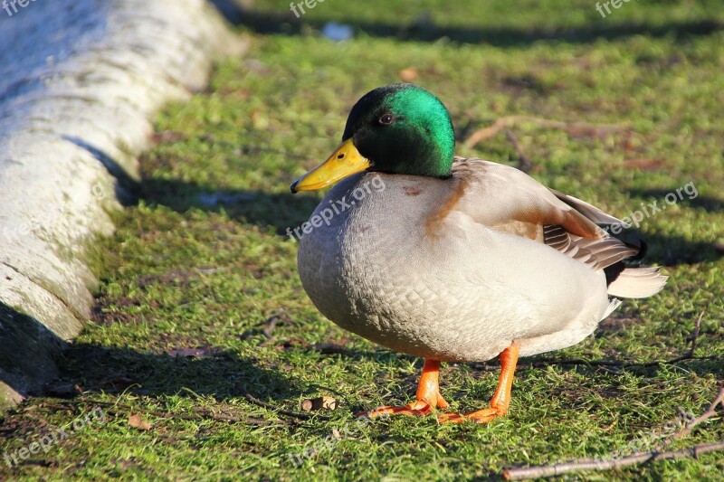 Duck Mallard Bird Water Bird Drake