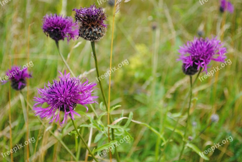 Flower Thistle Have Free Photos