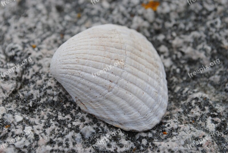 Seashell Stone Beach Free Photos