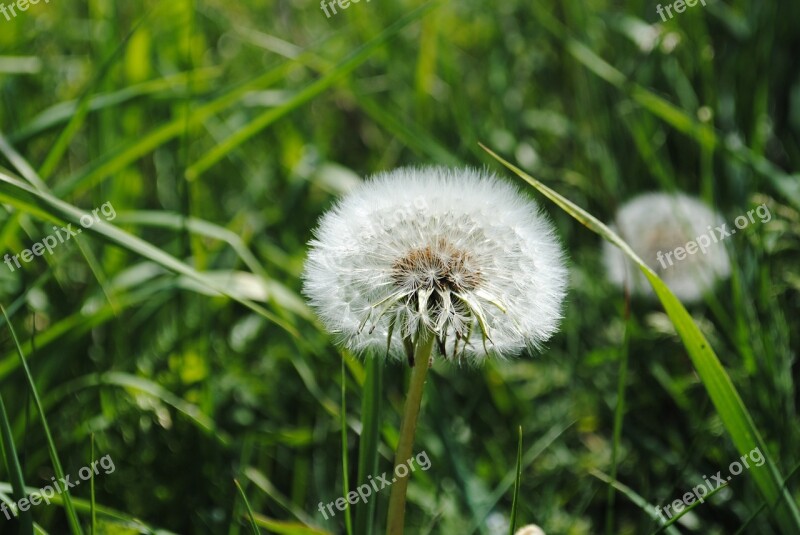 Dust Flower Daisies Grass Free Photos