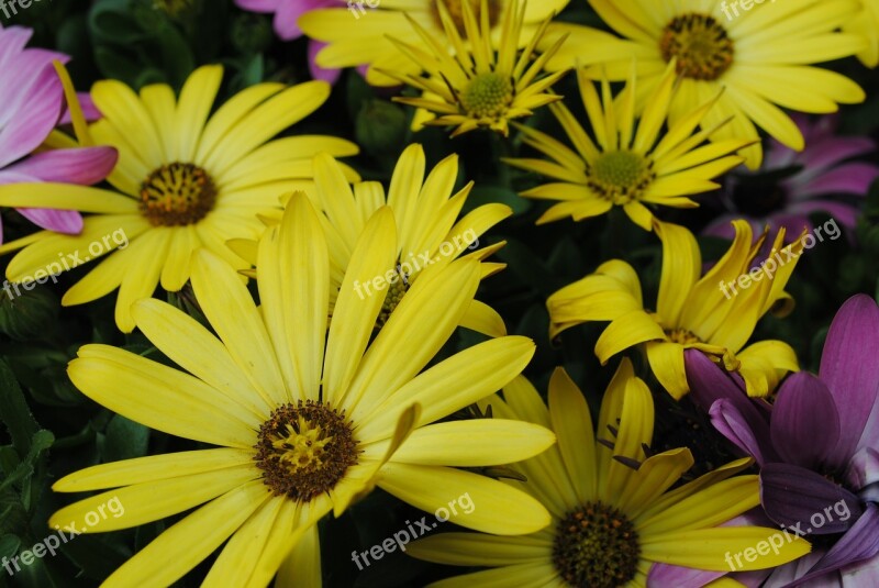 Flowers Spanish Daisies Yellow Flowers Free Photos